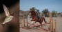 Stable Euro Riding Center Phoenix Image 1