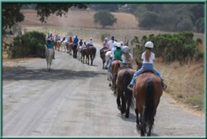 Stable Webb Ranch Horses Image 2